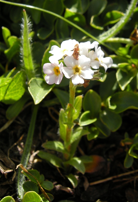 Myosotis sp.